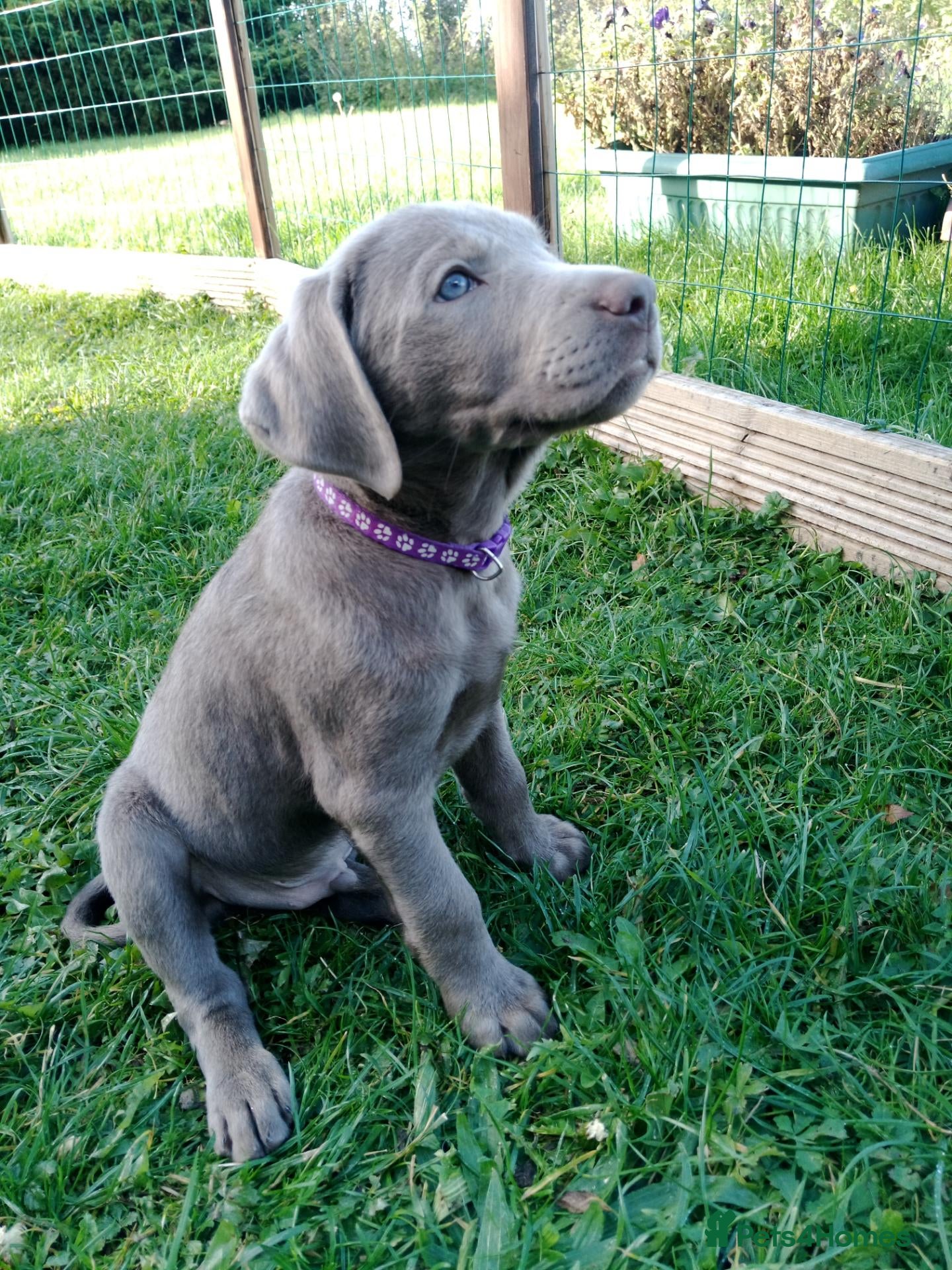 Labrador Retriever dogs Silver Labrador Retriever Pup KC Registered - Advert 19