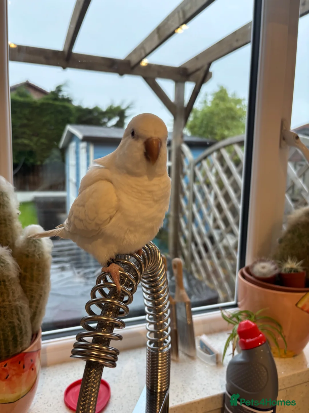 Parrots birds for sale: Young Quaker parrot for sale  in Newton Aycliffe - Advert 2