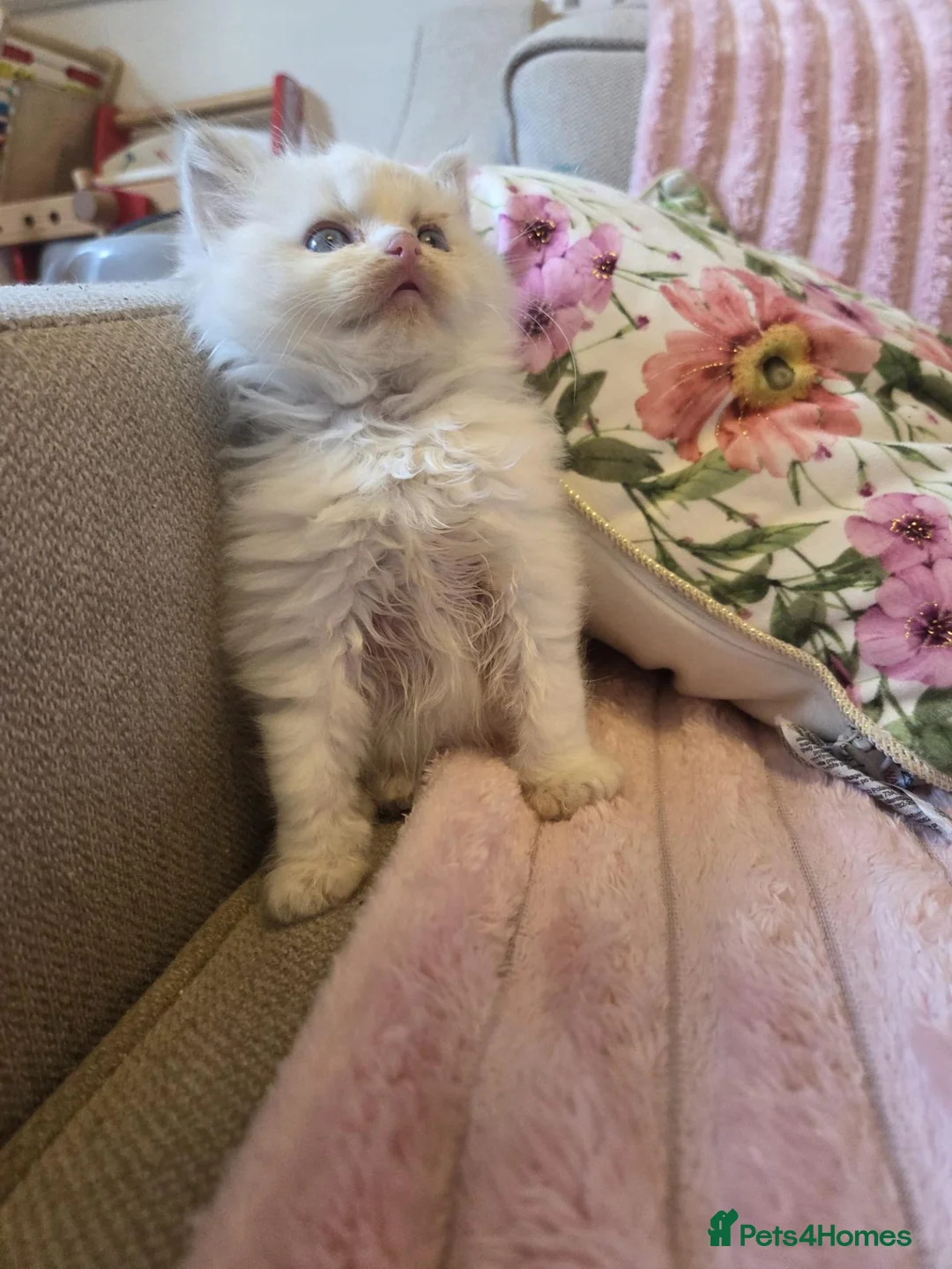 Ragdoll cats for sale: Ragdoll kittens purebred  - Advert 1