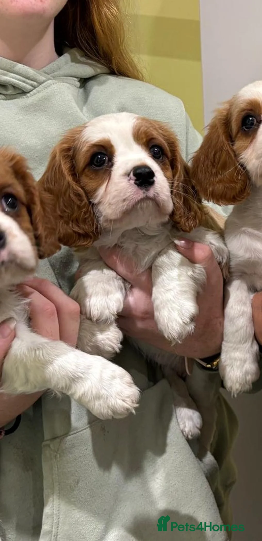 Cavalier King Charles Spaniel dogs for sale: Cavalier king Charles puppies  - Advert 2