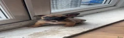 Mixed Breed dogs for sale: Fluffy frenchie x American bulldog puppies - Advert 3
