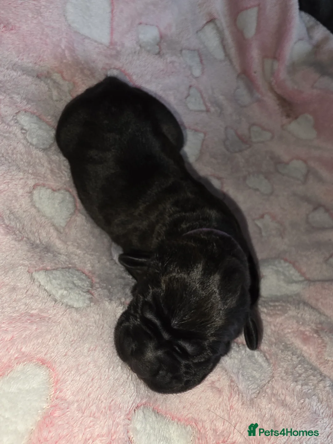 Cane Corso dogs for sale: Cane corso puppies - Advert 7
