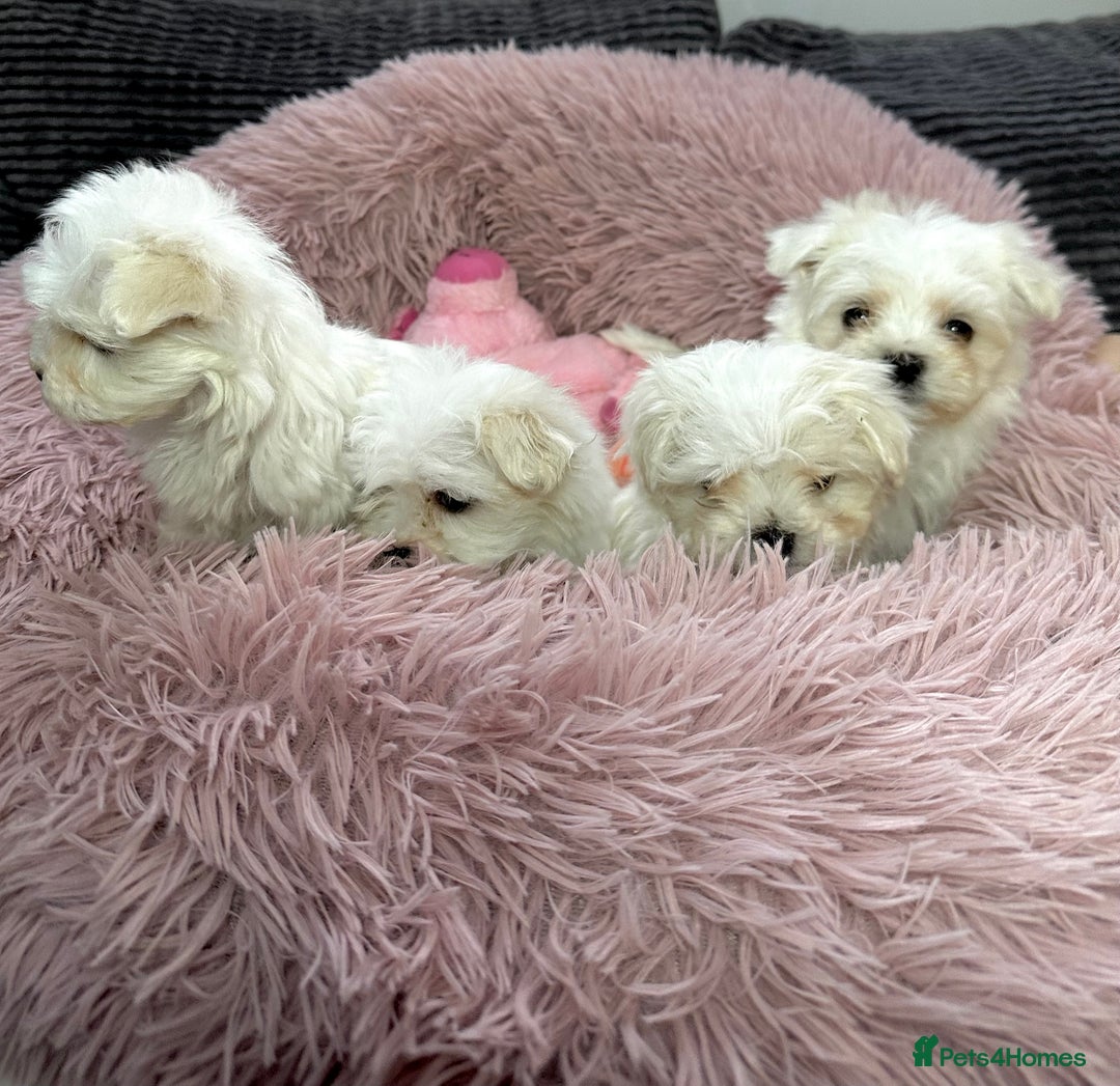 Maltese dogs for sale: Maltese puppies - Advert 7