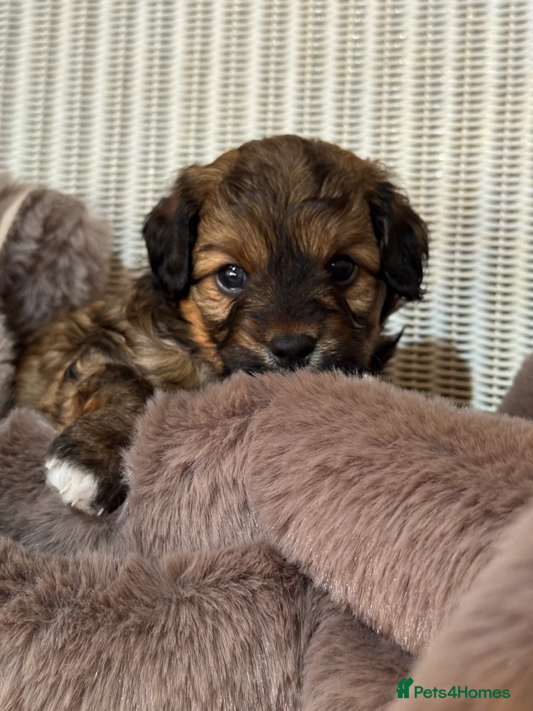 Maltipoo dogs for sale: Maltipoo puppy - Advert 25