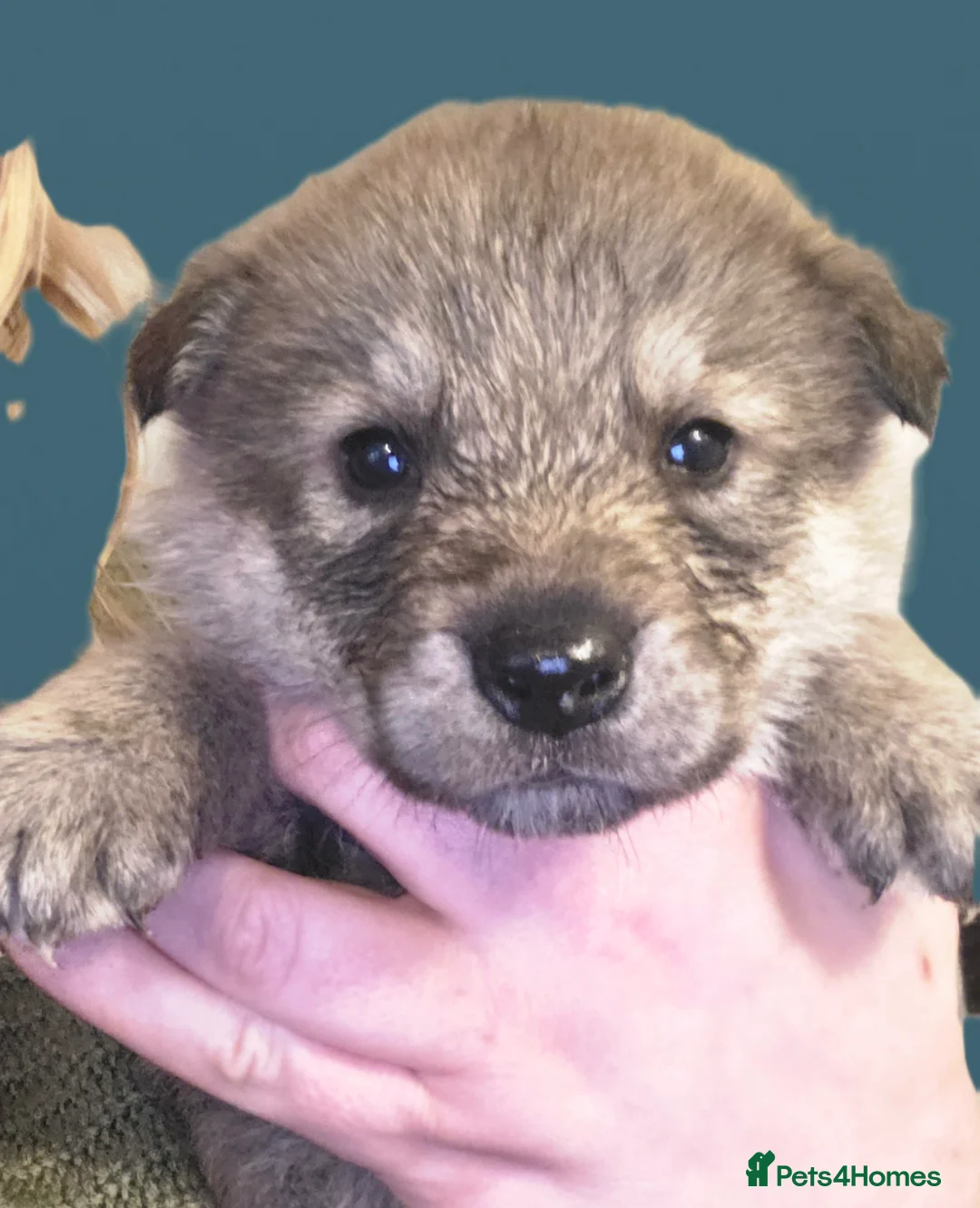 Northern Inuit dogs for sale: Tamaskan Puppies - Advert 6