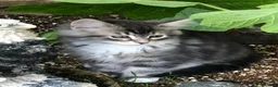 Maine Coon cats for sale: Stunning Maine Coon kittens ready for a new home. - Advert 1