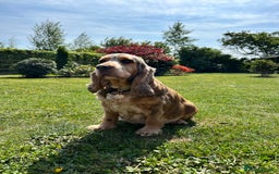 Cocker Spaniel dogs for sale: Show Type 🐾Health Tested 🐾Champion KC lines - Image 4