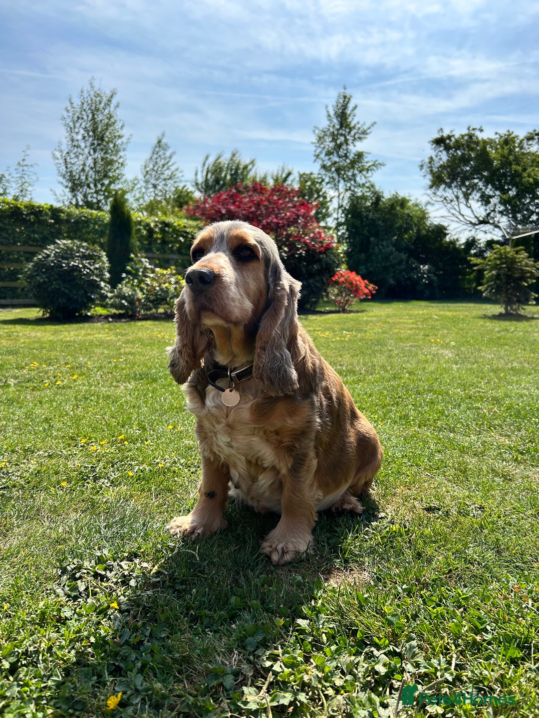 Cocker Spaniel dogs for sale: Show Type 🐾Health Tested 🐾Champion KC lines - Image 4
