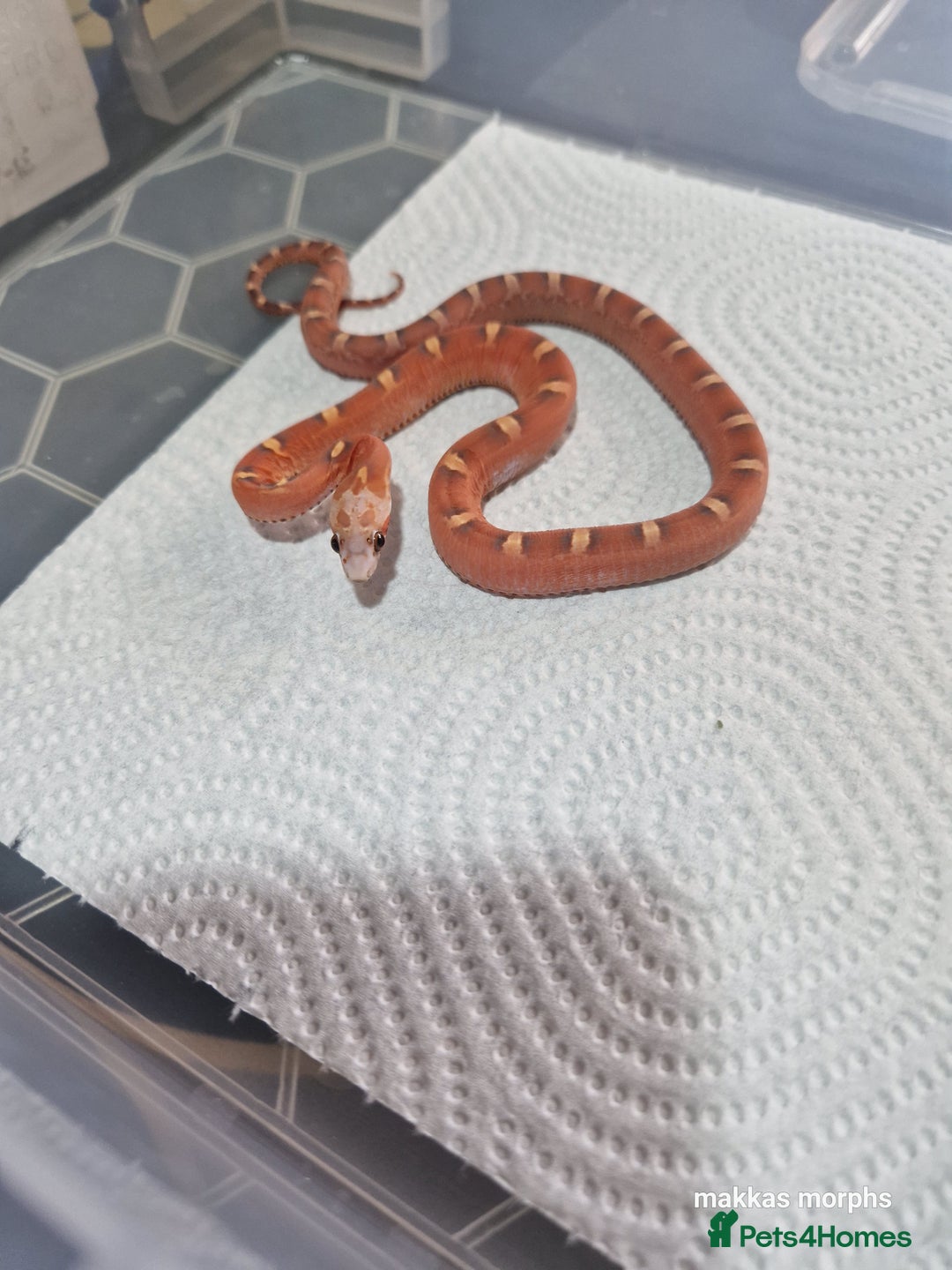 Python Snake reptiles for sale: Various royals available - Advert 10