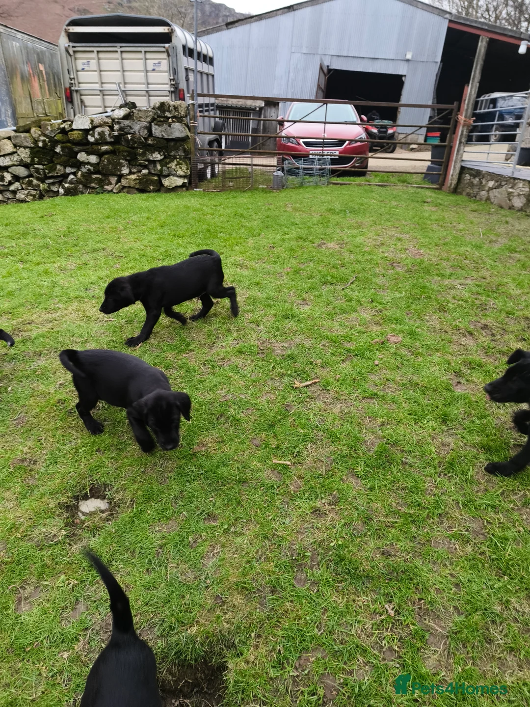 Mixed Breed dogs for sale: Flat Jack pups in Oswestry - Advert 2