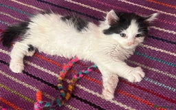 Mixed Breed cats for adoption: 2 x rescue kittens ready to leave 21 July onwards - Image 2