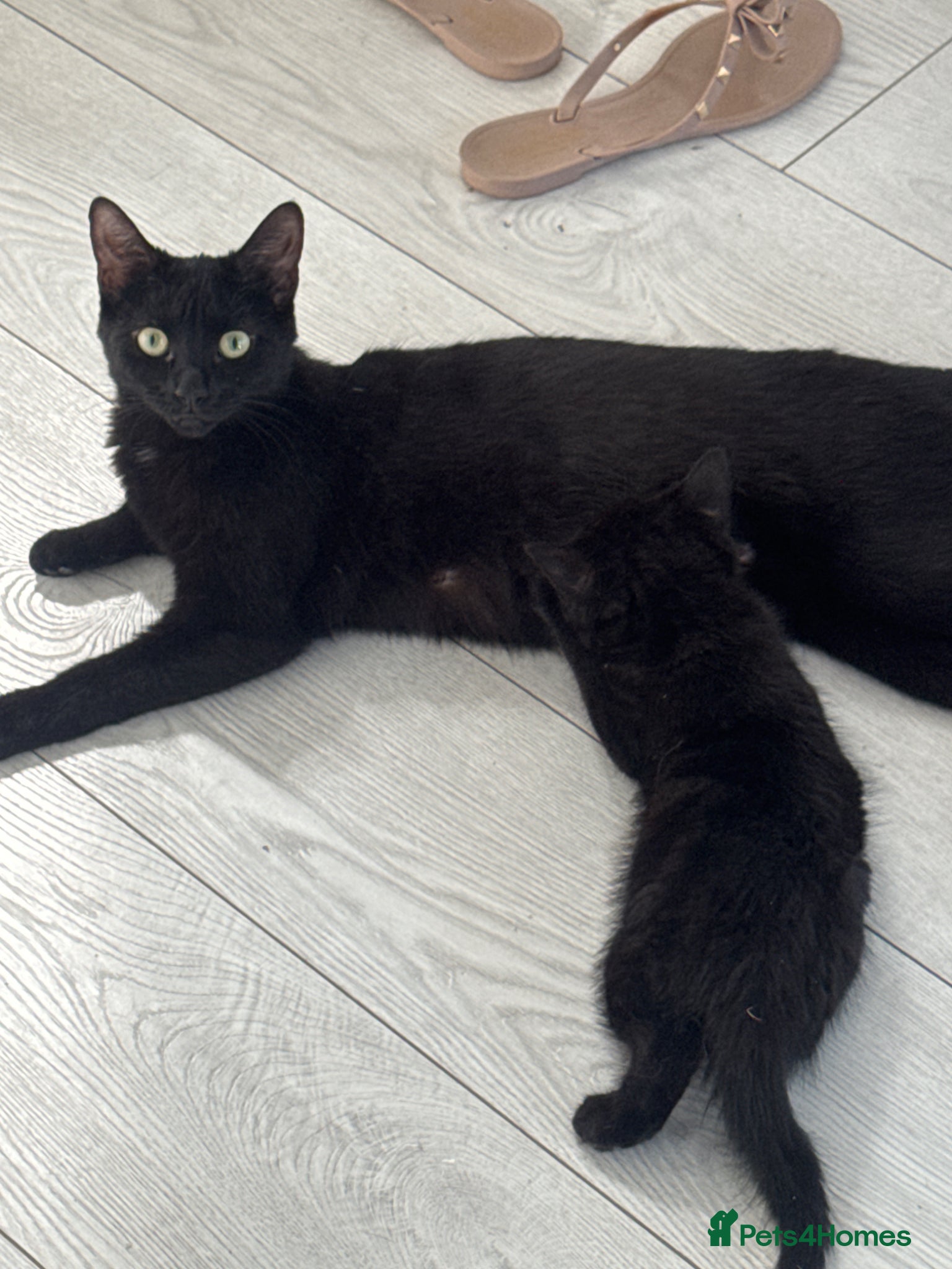 Mixed Breed cats Fluffy friendly kittens ready for their new homes  - Advert 1