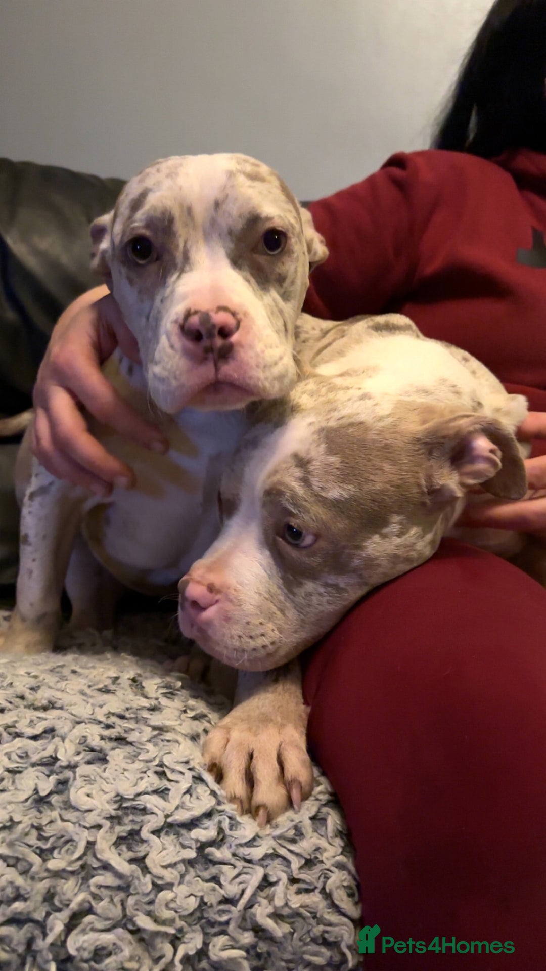 American Bully dogs for sale: Pocket bully pups  - Advert 13