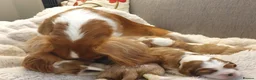 Cavalier King Charles Spaniel dogs for sale: K.C. reg. Cavalier King Charles Spanel - Advert 4