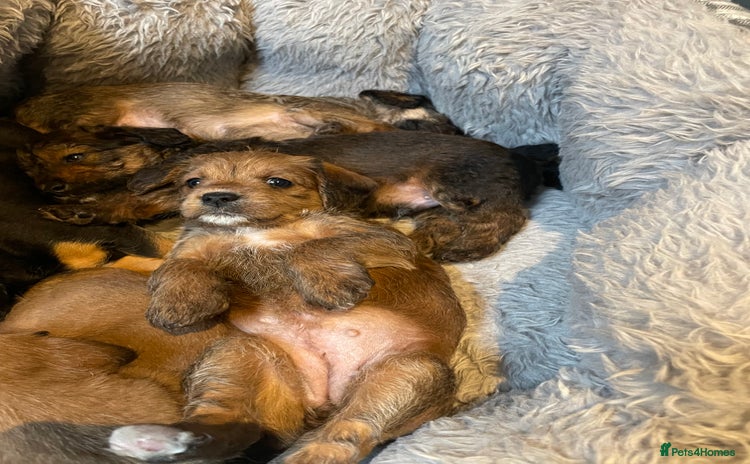 Mixed Breed dogs - Advert 5