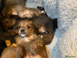 Mixed Breed dogs - Advert 3