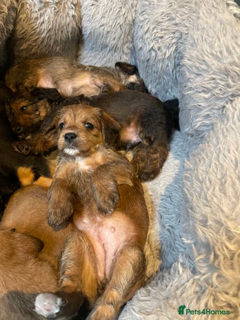 Mixed Breed dogs - Advert 5