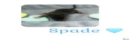 Rat rodents for sale: Baby Dumbo Rats  - Advert 22