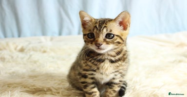 Bengal cats - Advert 4