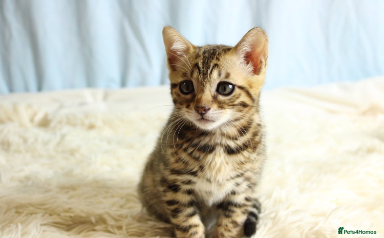Bengal cats - Advert 1
