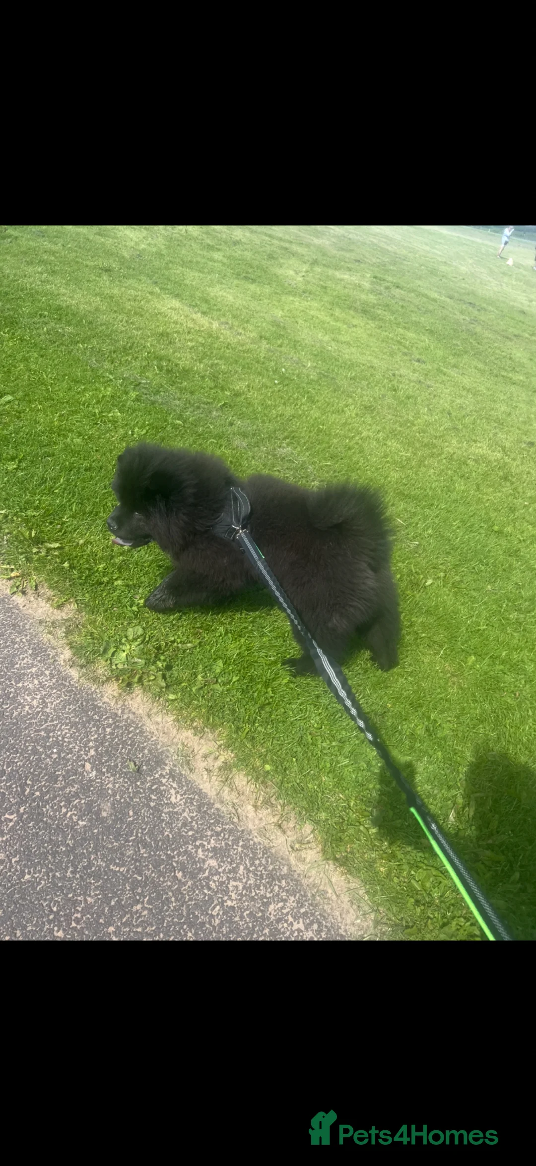 Chow Chow dogs for sale: 2 year old male chow chow  - Advert 5