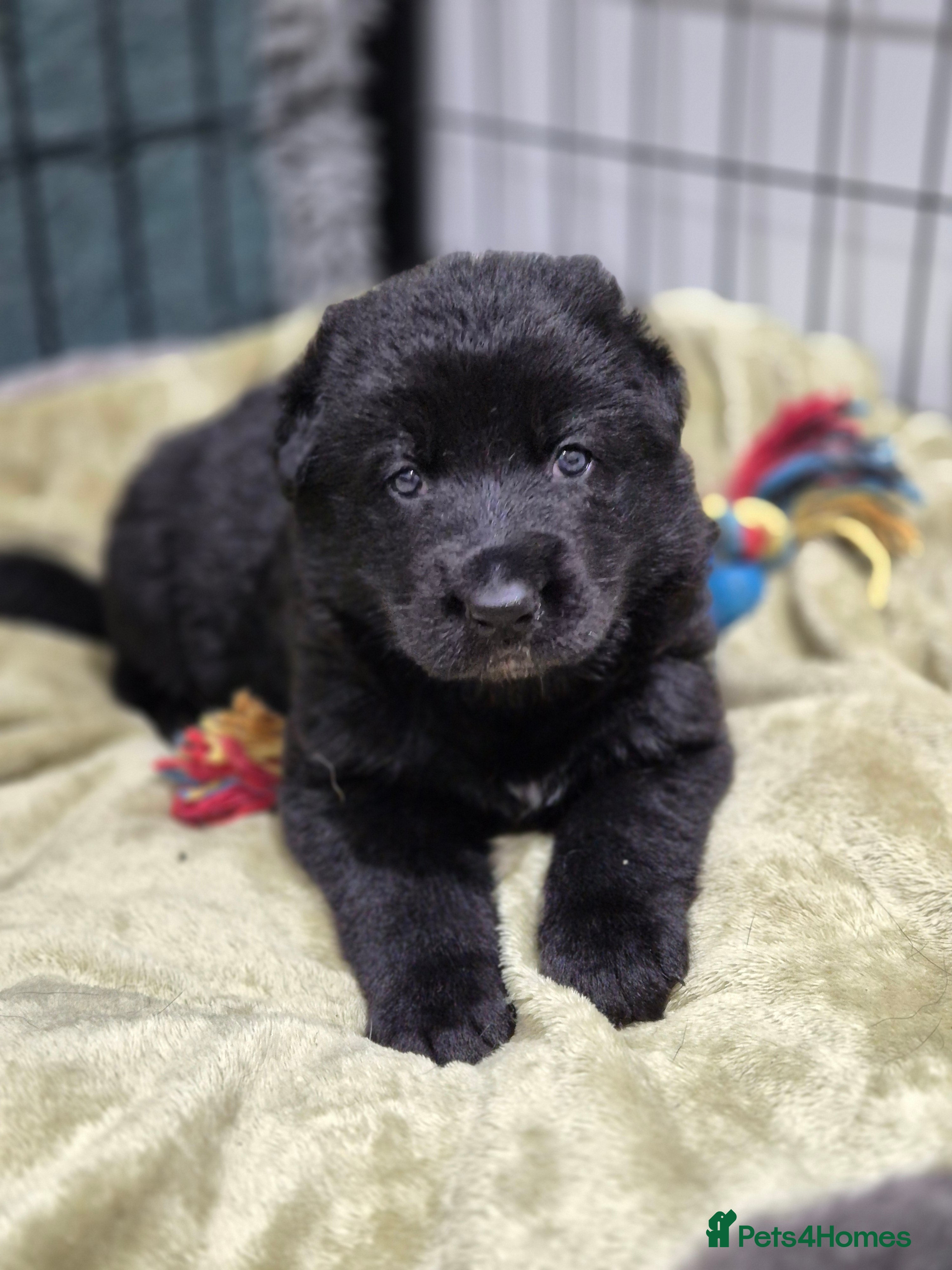 German Shepherd dogs Last puppy fully vaccinated german shepherd  - Advert 4