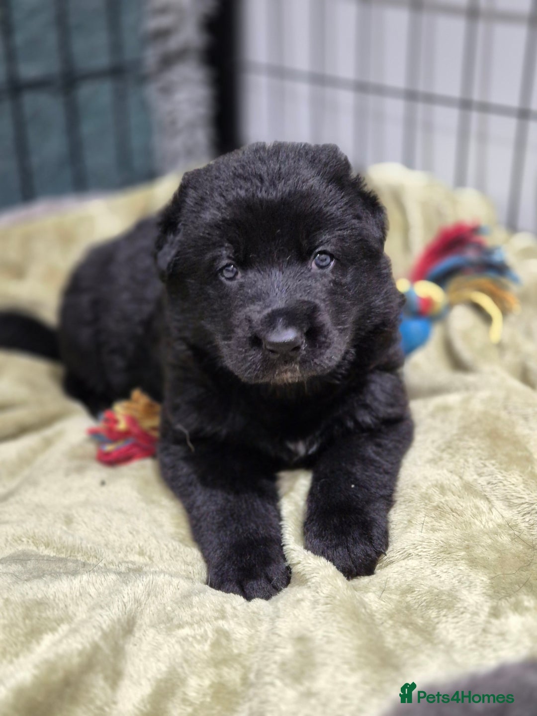 German Shepherd dogs for sale: Ready now fully vaccinated german shepherd puppies - Advert 3