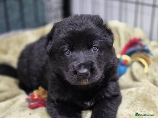 German Shepherd dogs Last puppy fully vaccinated german shepherd - Advert 9