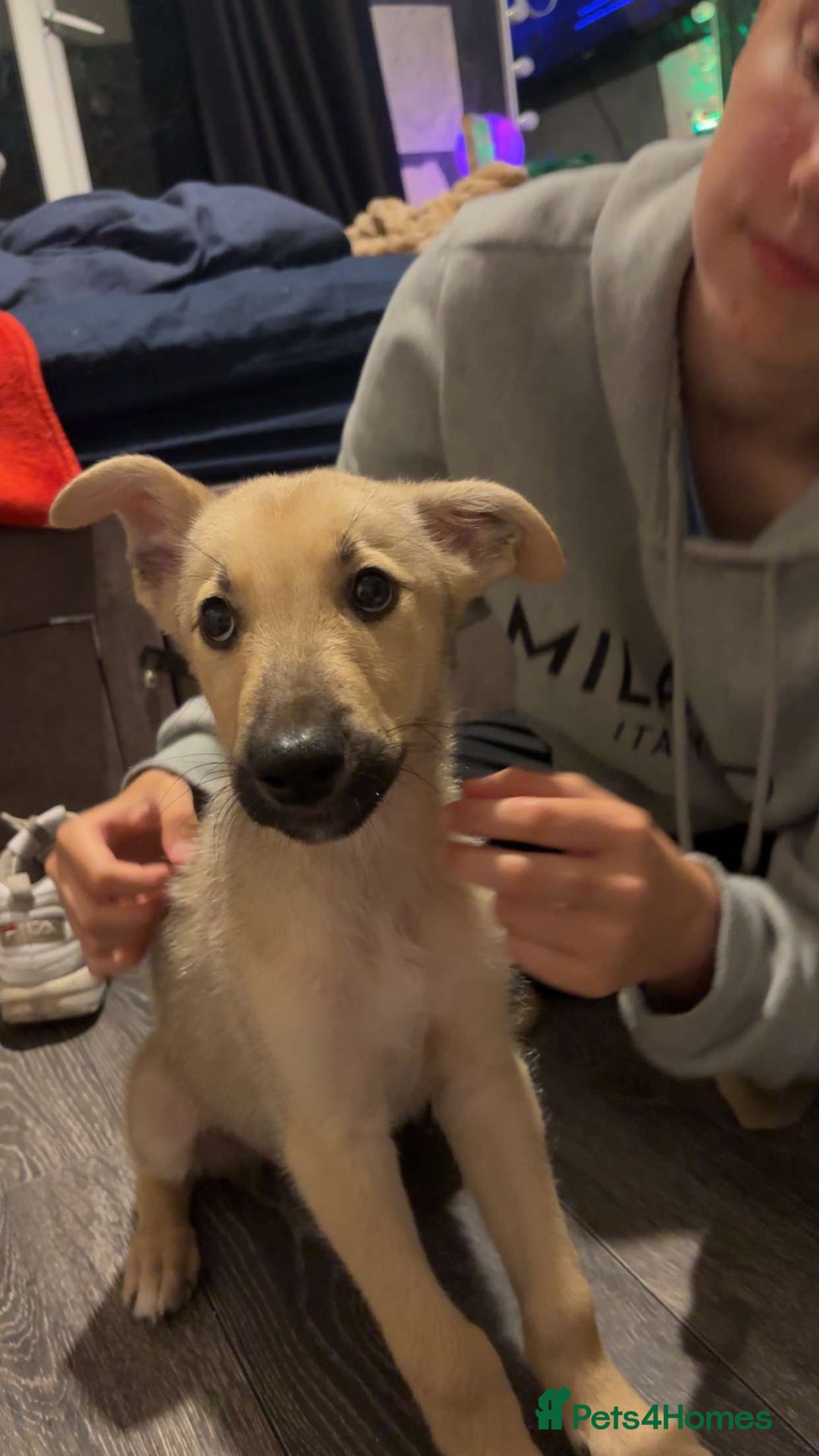 Mixed Breed dogs for sale: Flash - Image 4