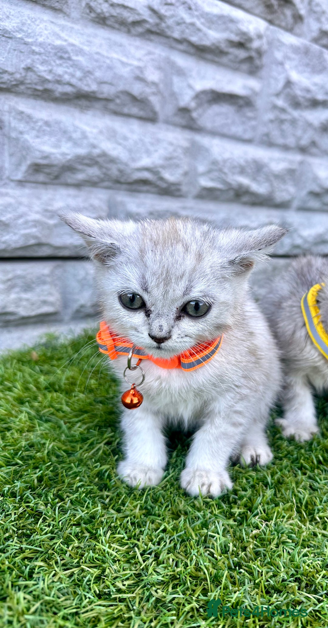British Shorthair cats for sale: Silver Ticked British ShortHair Kittens TICA - Image 17