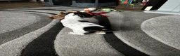 Jack Russell dogs for sale: Pure Breed Jack Russell, short legs in Stockport - Advert 5