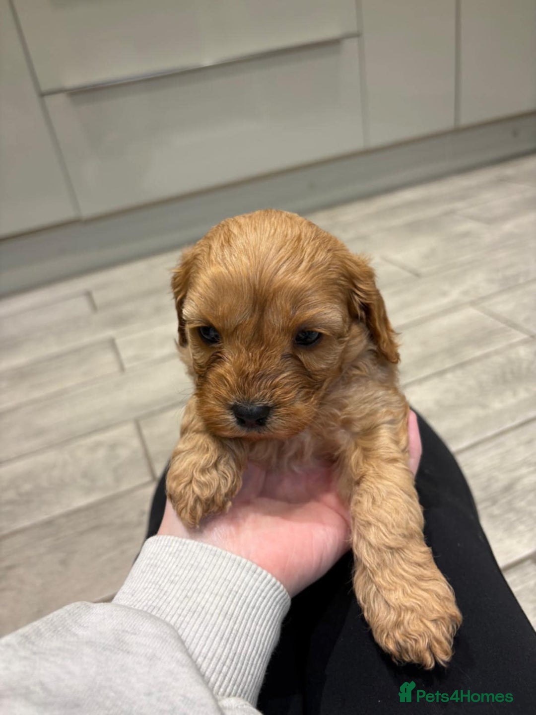 Cavapoo dogs for sale: Beautiful Cavapoo F1BB - Advert 17