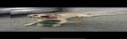 Labrador Retriever dogs for stud: Kylo  - Advert 2