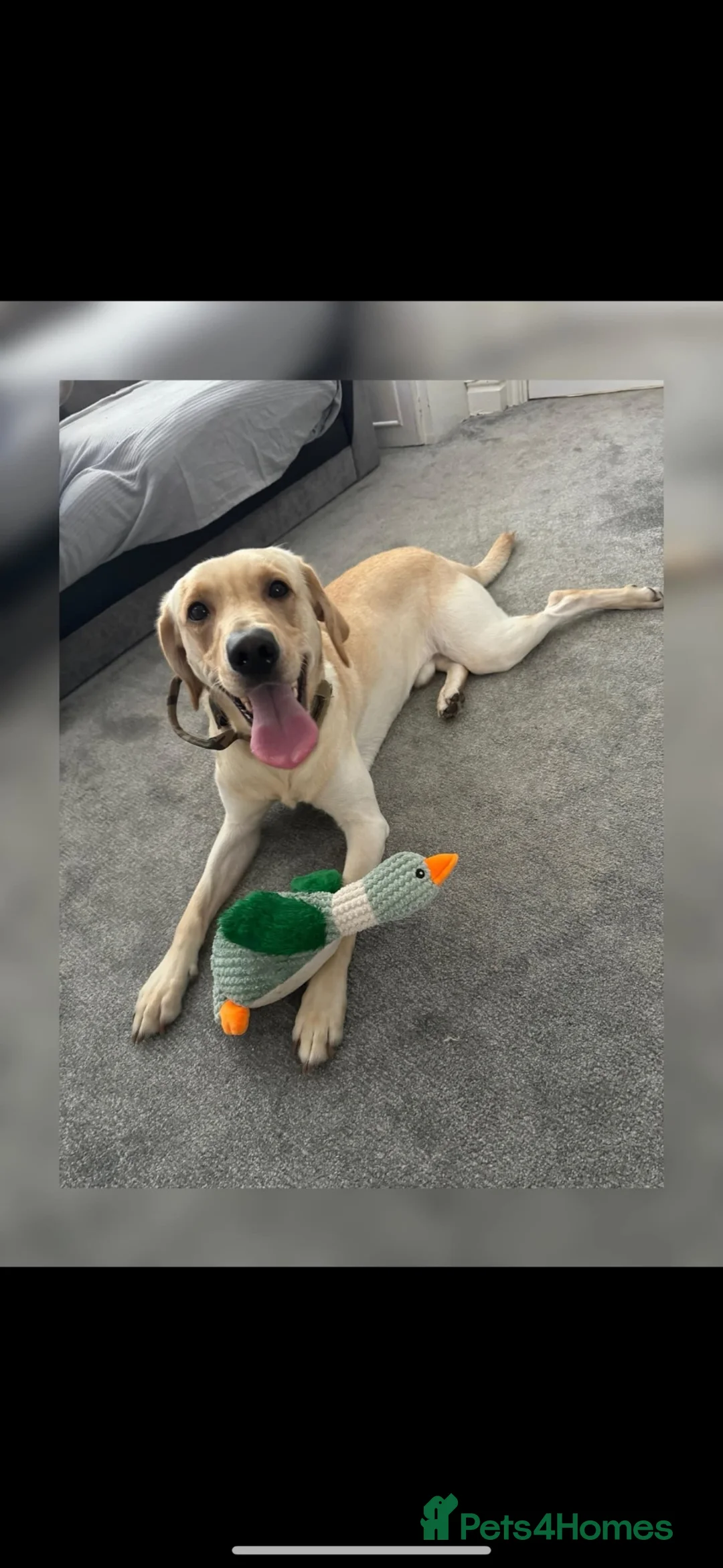 Labrador Retriever dogs for stud: Kylo  - Advert 2