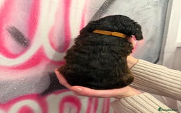 Cockapoo dogs for sale: *STUNNING F1 COCKAPOO PUPPIES* - Advert 8