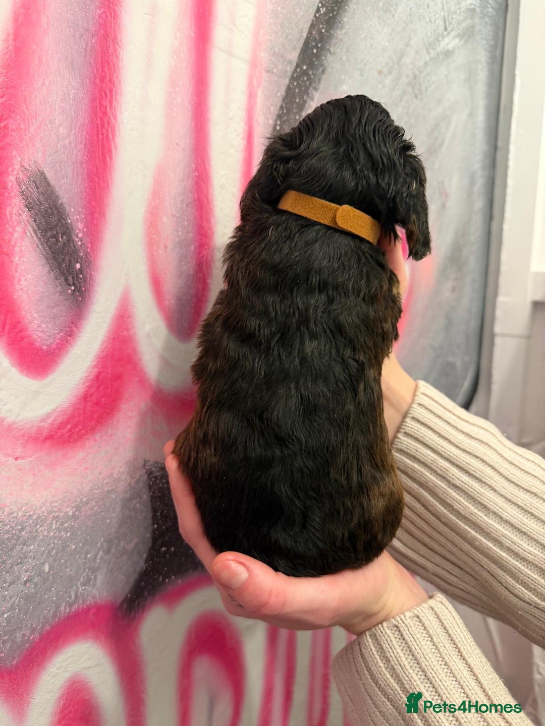 Cockapoo dogs for sale: *STUNNING F1 COCKAPOO PUPPIES* - Advert 8