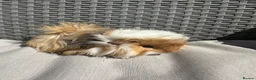 Guinea Pig rodents for sale: Very handsome baby long haired guinea pigs. - Advert 9