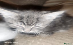 Mixed Breed cats for sale: Little grey kitten - Image 5