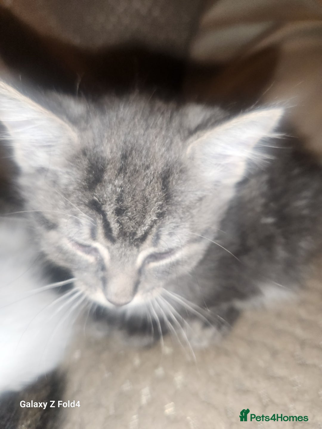 Mixed Breed cats for sale: Little grey kitten - Image 5