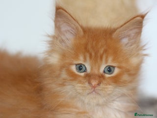 Maine Coon cats GCCF registered Maine Coon kittens - Advert 6