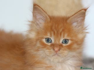 Maine Coon cats GCCF registered Maine Coon kittens - Advert 11