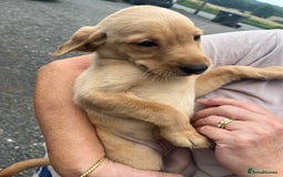 Labrador Retriever dogs for sale: 7 Labrador Puppies - Image 20
