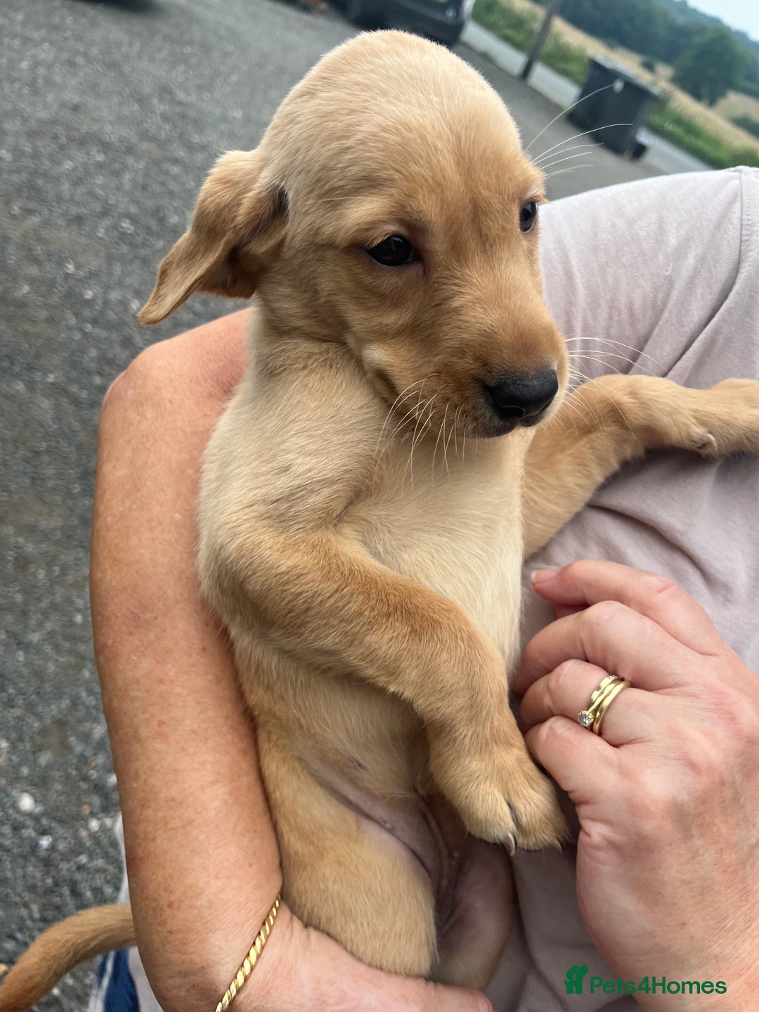 Labrador Retriever dogs for sale: 7 Labrador Puppies - Image 20
