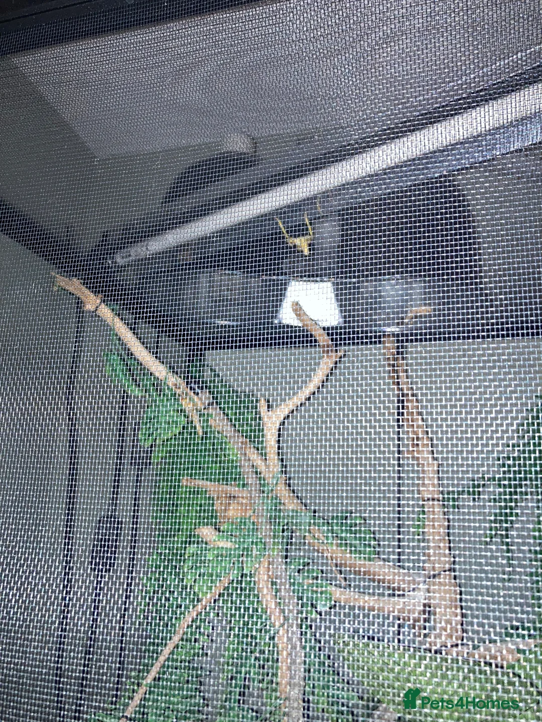 Chameleon reptiles for sale: Very friendly Yemen chameleon full setup - Advert 7