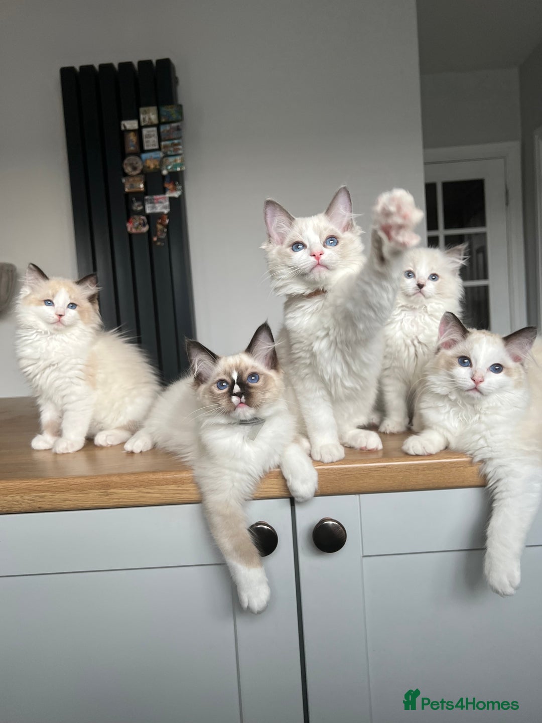 Ragdoll cats for sale: Registered Ragdoll kitttens for sale 2 boys left  - Image 38