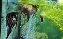 Angelfish fish for sale: All fish 100£ - Image 3