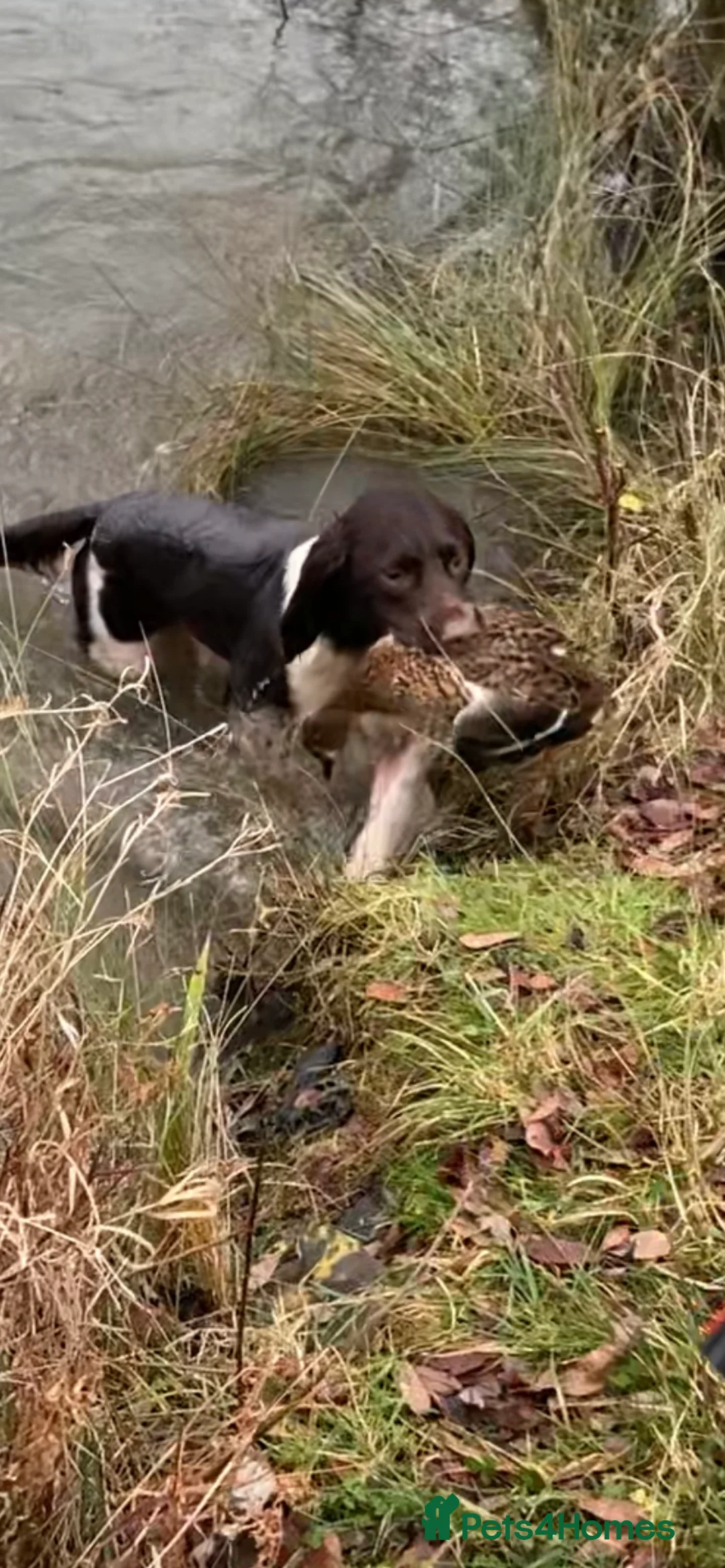 English Springer Spaniel dogs for stud: Working English Springer Spaniel Stud Health Test in Chelmsford - Advert 12