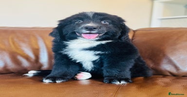 Mixed Breed dogs - Advert 9