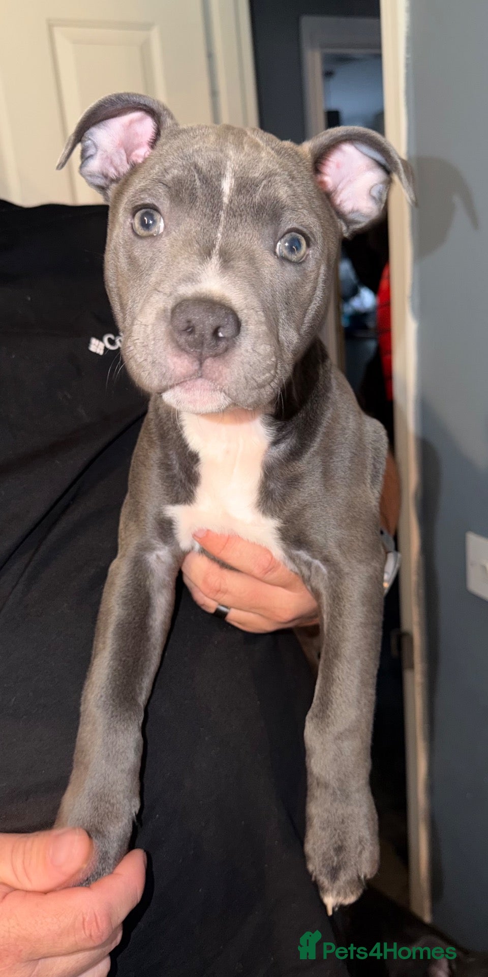 Staffordshire Bull Terrier dogs blue staffy - Advert 7