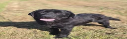 Labrador Retriever dogs for sale: 9 Month Old Loving Male Labrador - Advert 3